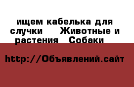 ищем кабелька для случки  -  Животные и растения » Собаки   